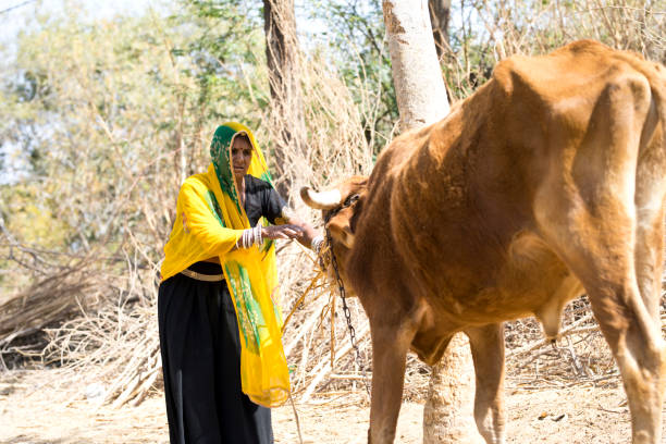 istock Indian woman feeding cow 930457764