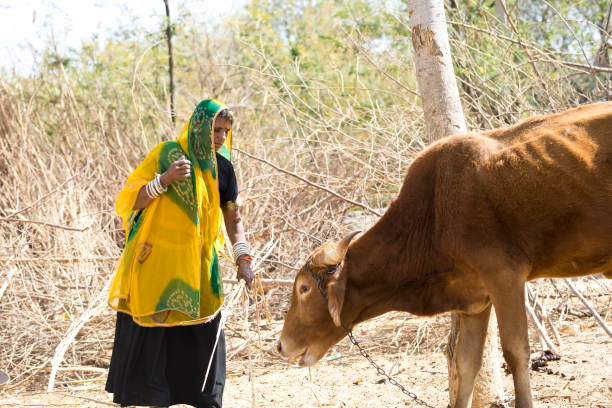 istock Indian woman feeding cow 930457798