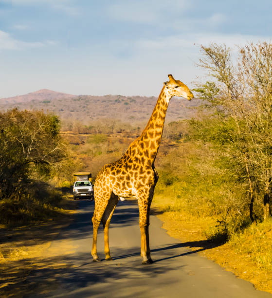 istock South Africa, giraffe crossing the road during a game drive 930459366