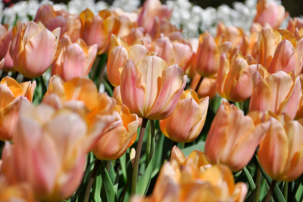 istock Very delicate yellow-pink tulips in the spring garden 930461994