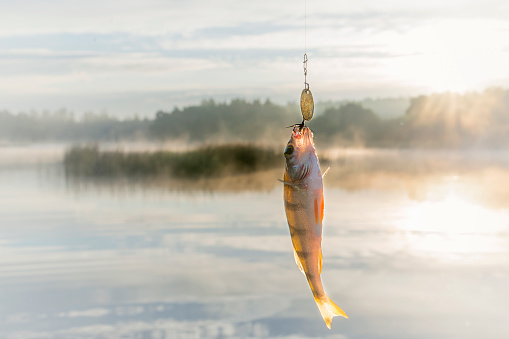 The caught fresh-water perch in the summer on a reservoir. Fish against the background of a rising sun