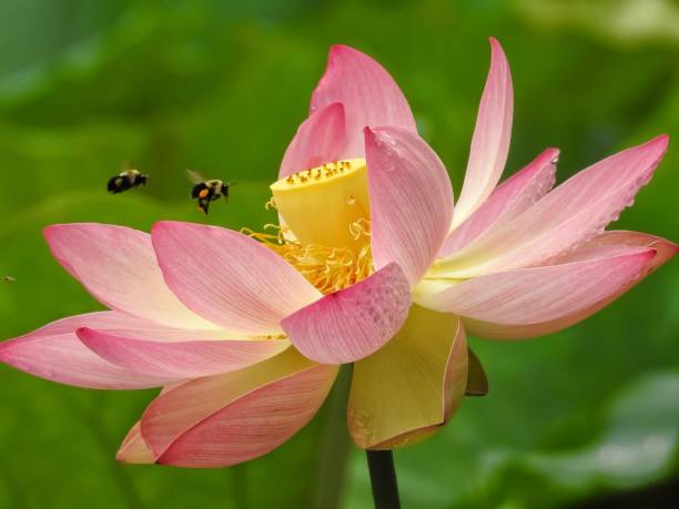 deux abeilles volant dans une fleur de lotus sacré - lotus ornamental garden insect summer photos et images de collection