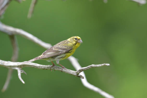 Serin (Serinus serinus) Serin (Serinus serinus) serin stock pictures, royalty-free photos & images