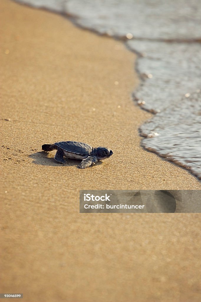 Nuovo NATO Caretta Caretta) (sea turtle crawling su golden sands - Foto stock royalty-free di Tartaruga comune