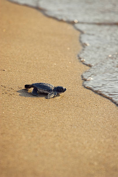 nuovo nato caretta caretta) (sea turtle crawling su golden sands - turtle young animal beach sea life foto e immagini stock