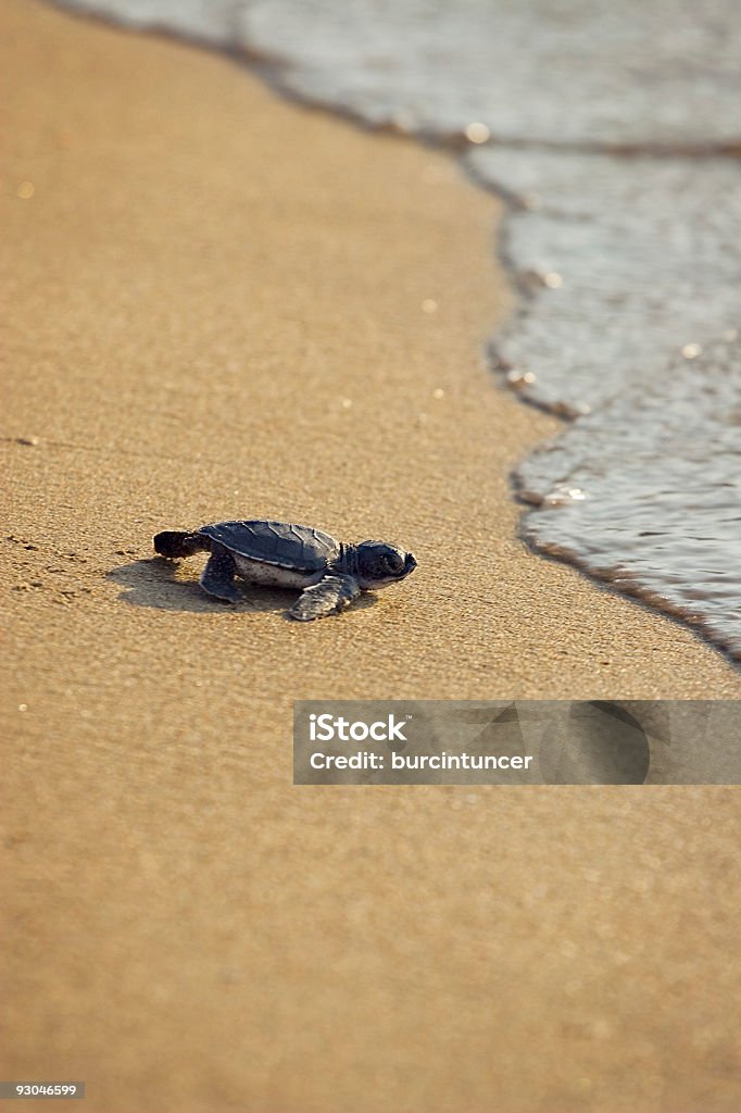 Novo nascido Caretta () Tartaruga-cabeçuda mar na areia dourada Gatinhar - Royalty-free Tartaruga-cabeçuda Foto de stock