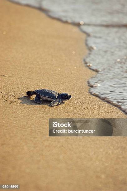 Novo Nascido Caretta Tartarugacabeçuda Mar Na Areia Dourada Gatinhar - Fotografias de stock e mais imagens de Tartaruga-cabeçuda
