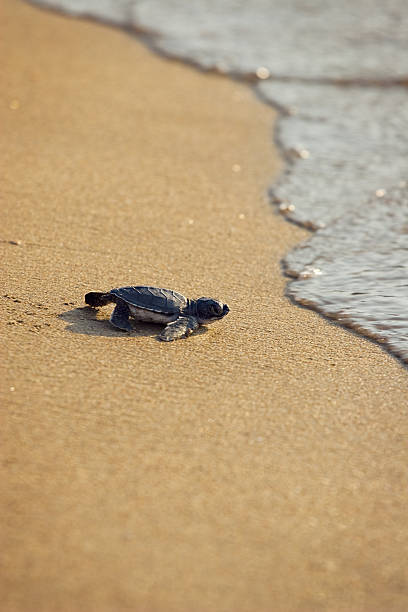 новорожденного caretta (loggerhead) turtle ползать по golden sands - turtle young animal beach sea life стоковые фото и изображения