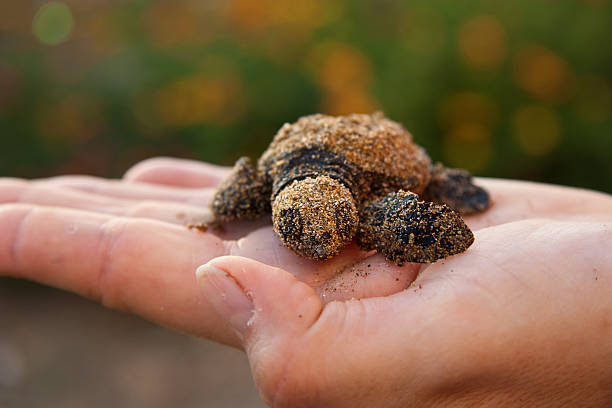 istock New born Caretta (loggerhead) sea turtle 93046725
