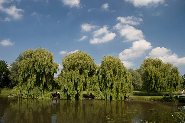 istock Green park under a clear blue sky in Cambridge, UK 93046768