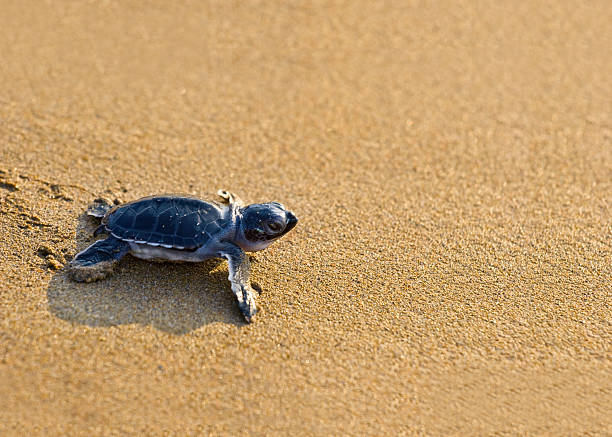 new born por su (boba) sea turtle rastreo de arenas doradas - turtle young animal beach sand fotografías e imágenes de stock