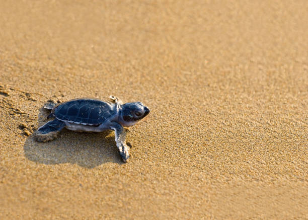 新しいボルン caretta （アカ）のウミガメはう金色に輝く砂浜に - hatchling ストックフォトと画像