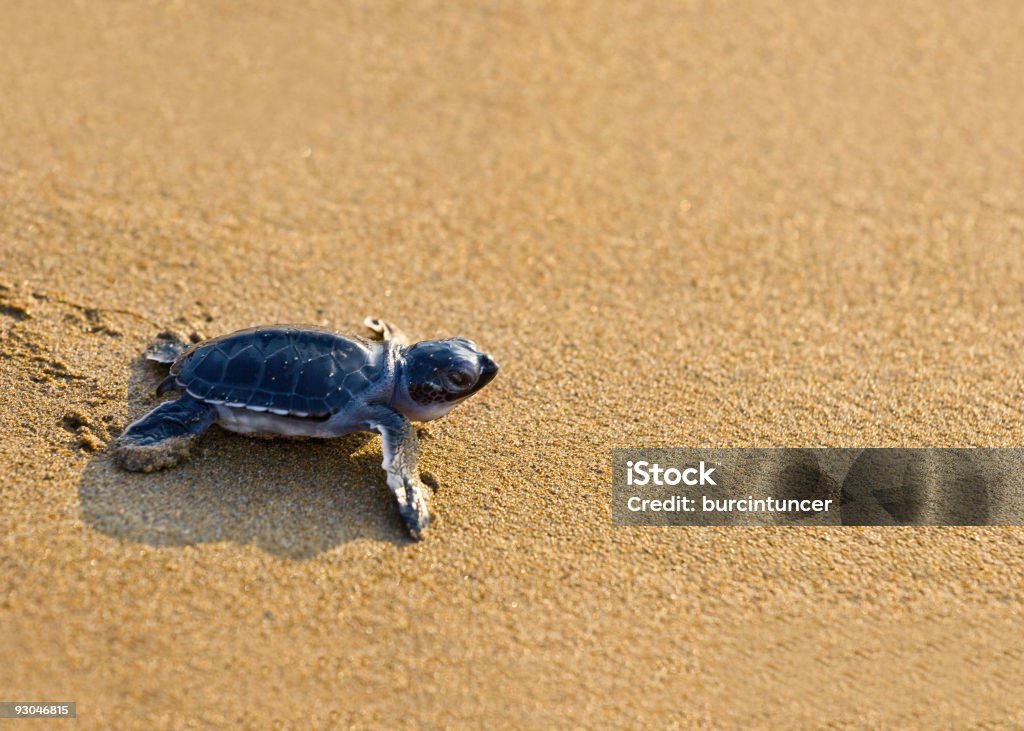 새로운 born Caretta (올라와) 바다 거북이 기어가기 on 황금빛 모래사장 - 로열티 프리 붉은바다거북 스톡 사진