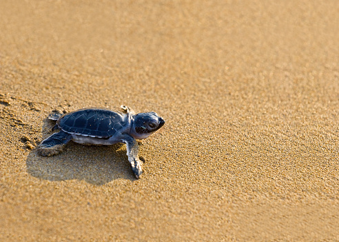 Close-up of a giant sea turtle, marine life