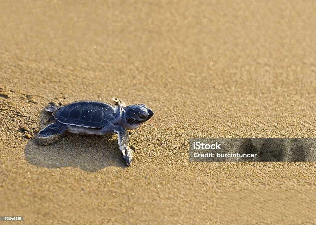 New born Caretta (loggerhead) sea turtle crawling on golden sands  Loggerhead Turtle Stock Photo