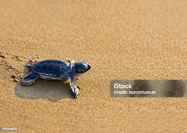 Новорожденного Caretta Turtle Ползать По Golden Sands — стоковые фотографии и другие картинки Логгерхед