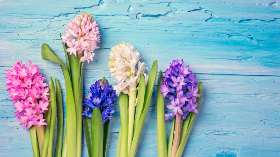 Hyacinth flowers above the blue background