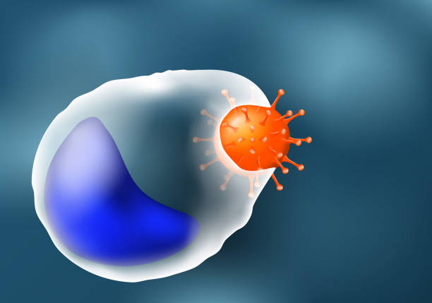 ilustraciones, imágenes clip art, dibujos animados e iconos de stock de fagocitosis. leucocitos y virus. - antibody human immune system antigen microbiology