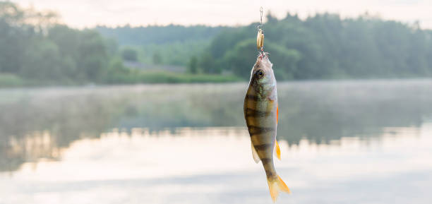 peces capturados en el cebo. - smallmouth bass fotos fotografías e imágenes de stock