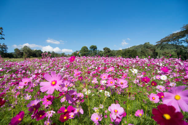 champ de fleurs de cosmos avec ciel, fleurs de saison printemps fleurit joliment dans le champ - flower blooming spring temperate flower photos et images de collection