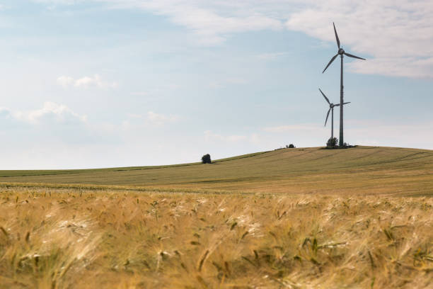 Wind turbines and barley field