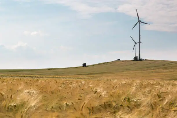 Wind turbines and barley field