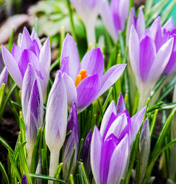 istock Photo close small spring flowers crocuses 930480246