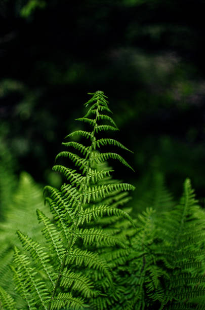 istock Young green leaves close-up outdoor spring 930480300