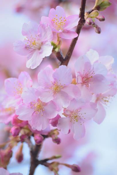 istock Macro texture of Japanese Pink Cherry Blossoms 930484698