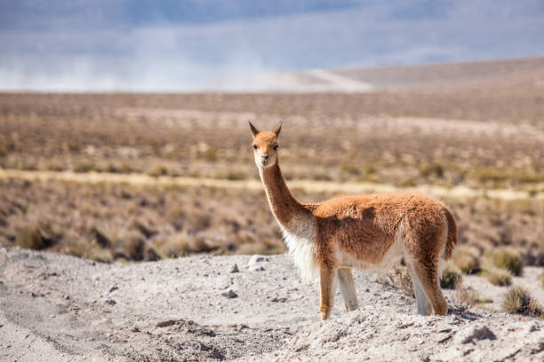 istock Wild Vicuna in the Andean Altiplano 930485078
