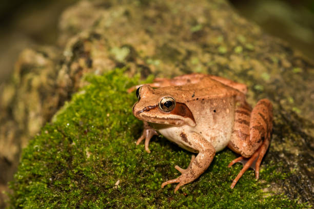 istock A close up of a Wood Frog 930485140