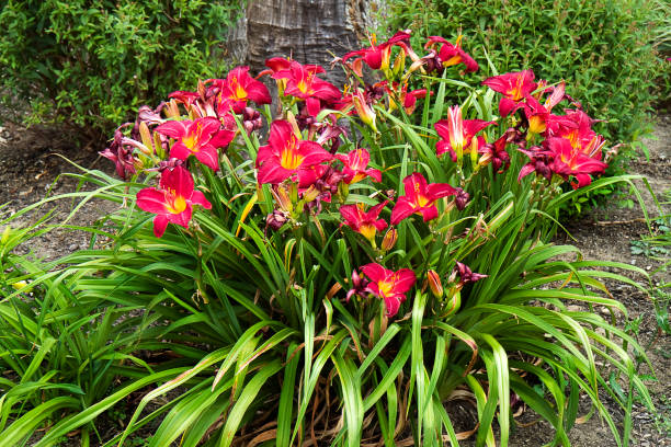 istock Cluster of Day Lillies 930488642