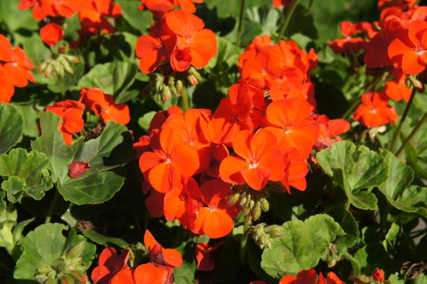 Horizon Orange Geranium or pelargonium red flowers with green