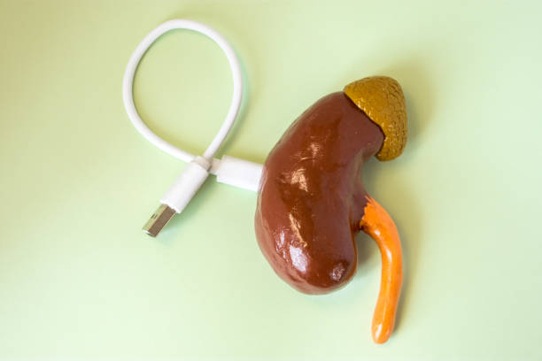 istock 3D shape of kidney with connected by charging cord, cable or for connecting with other devices. Concept of  technology bionic or artificial organ of kidneys for treatment or diagnosis diseases 930488872