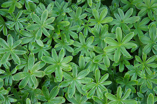 Alchemilla alpina or alpine lady's-mantle many green plants background