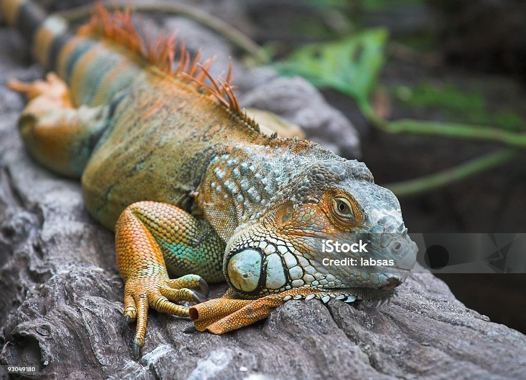 Iguana - Foto stock royalty-free di Animale