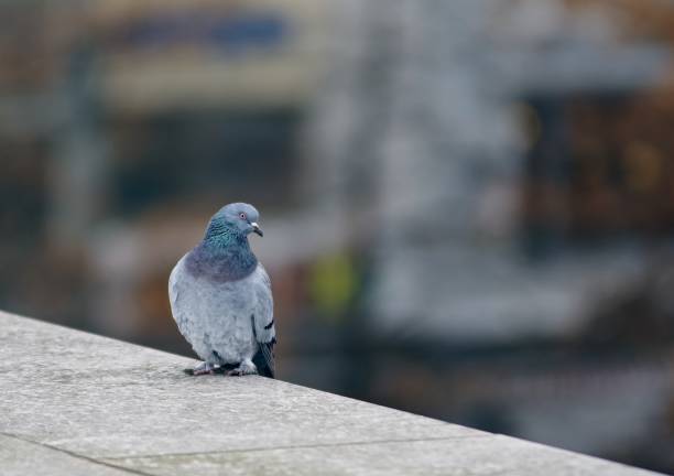 istock Wild pigeon sit on a wall in the city. 930491996