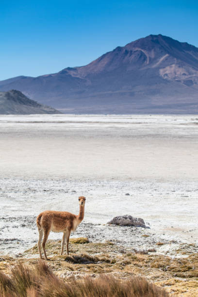 istock Wild Vicuna in the Andean Altiplano 930492020