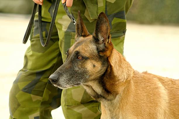 Cão Militar - fotografia de stock