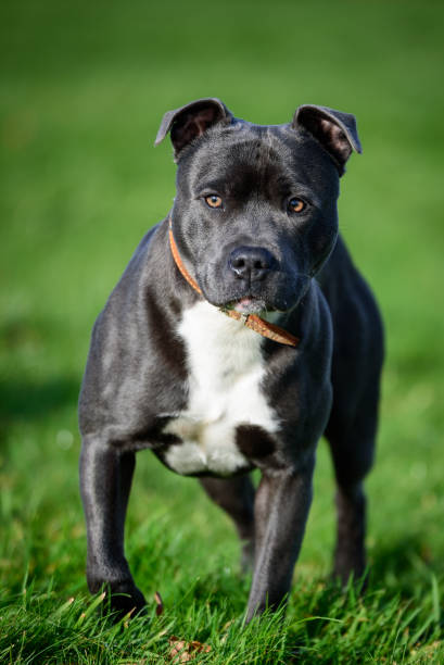 istock Blue Staffordshire Bull Terrier 930492670