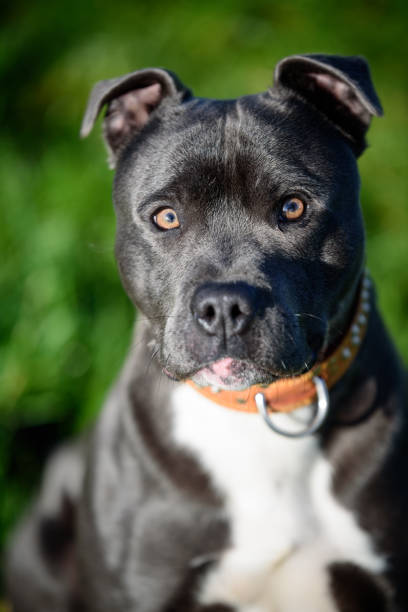 istock Blue Staffordshire Bull Terrier 930492692