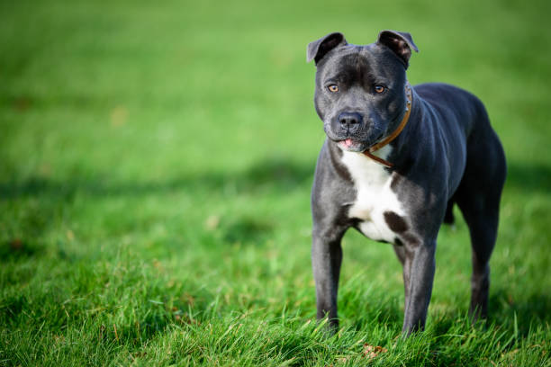 istock Blue Staffordshire Bull Terrier 930492706