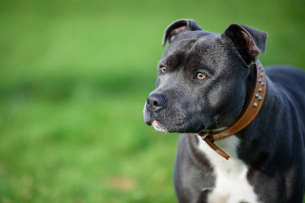 istock Blue Staffordshire Bull Terrier 930492714