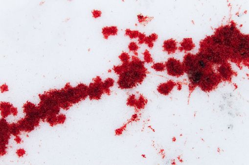 salpicaduras de sangre en la nieve photo