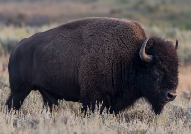istock American Buffalo Walks Through Field 930495938