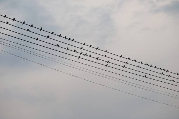 istock silhouette of many birds on cable sky background 930495966