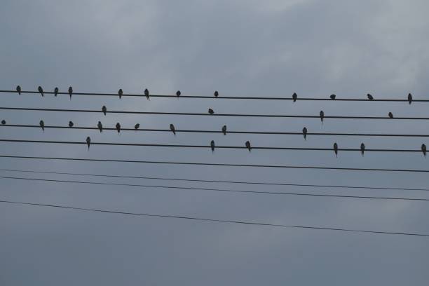 istock silhouette of many birds on cable sky background 930495978