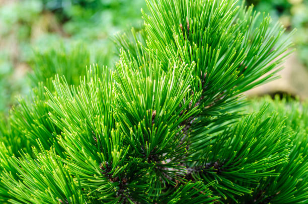 istock Branch of a coniferous tree with long needles in shadow 930498174
