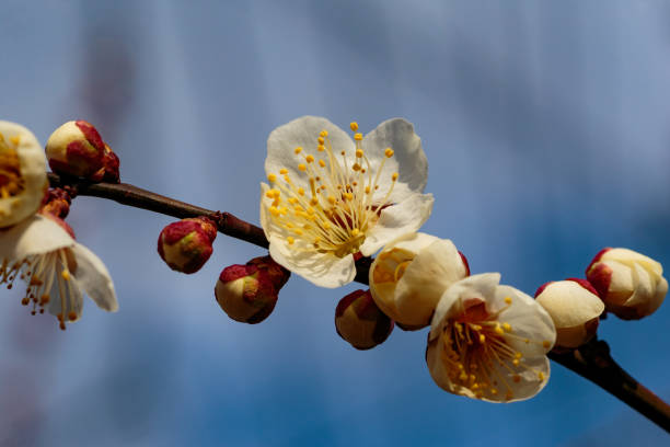 istock Plum blossom on a twig 930498856