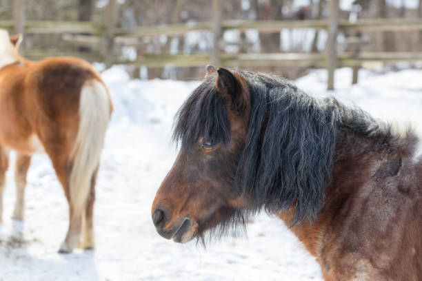 istock Japanese horses in winter 930499176